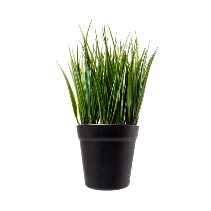 carex-with-base-30cm