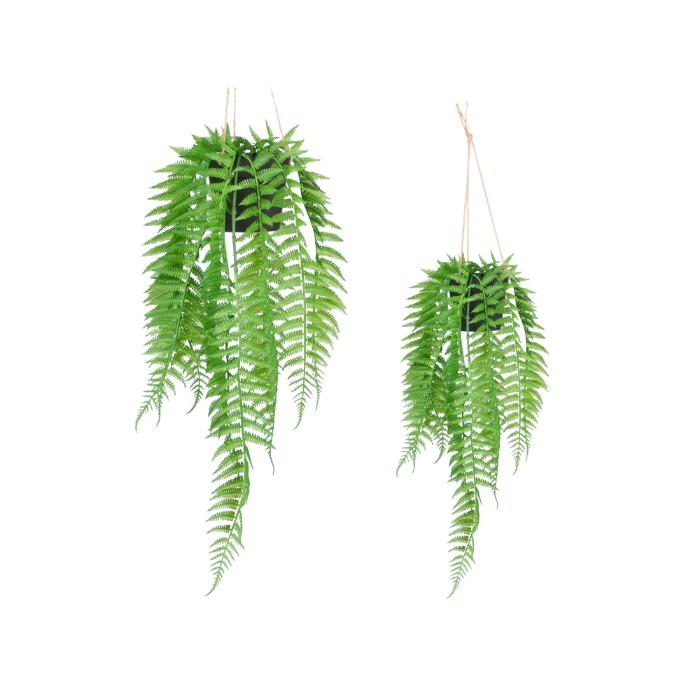 small-hanging-fern-plant