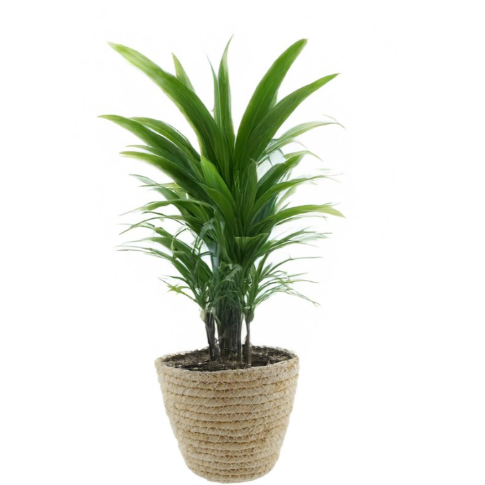 pot-corn-husk-natural-d18h15cm
