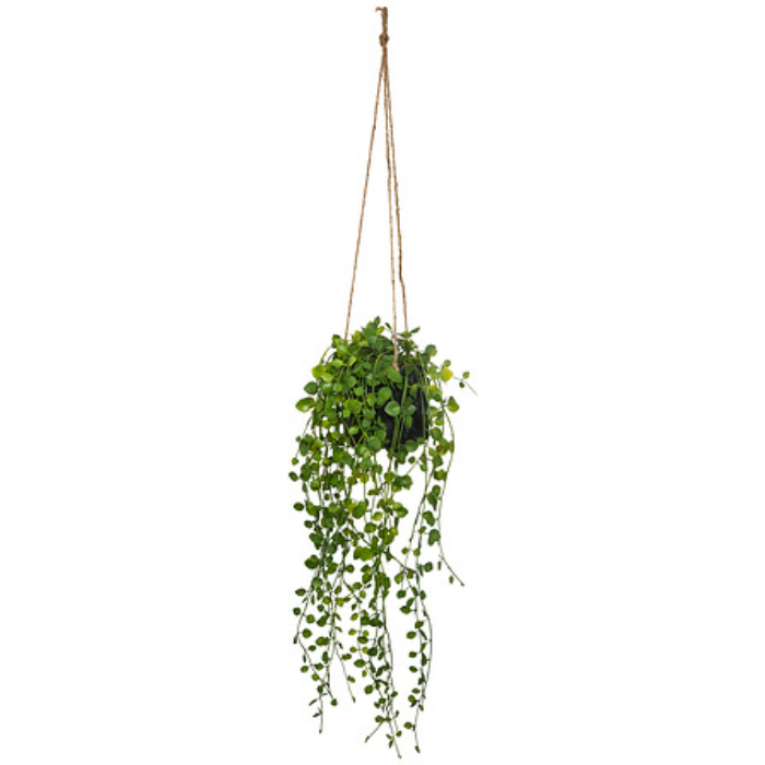 atmosphera-falling-plant-in-cement-pot-h10-5cm