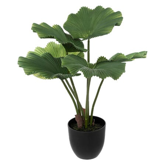 atmosphera-artificial-licuala-h65cm