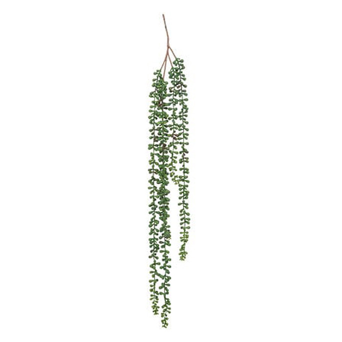 atmosphera-ragwort-trailing-plant-stem-73cm