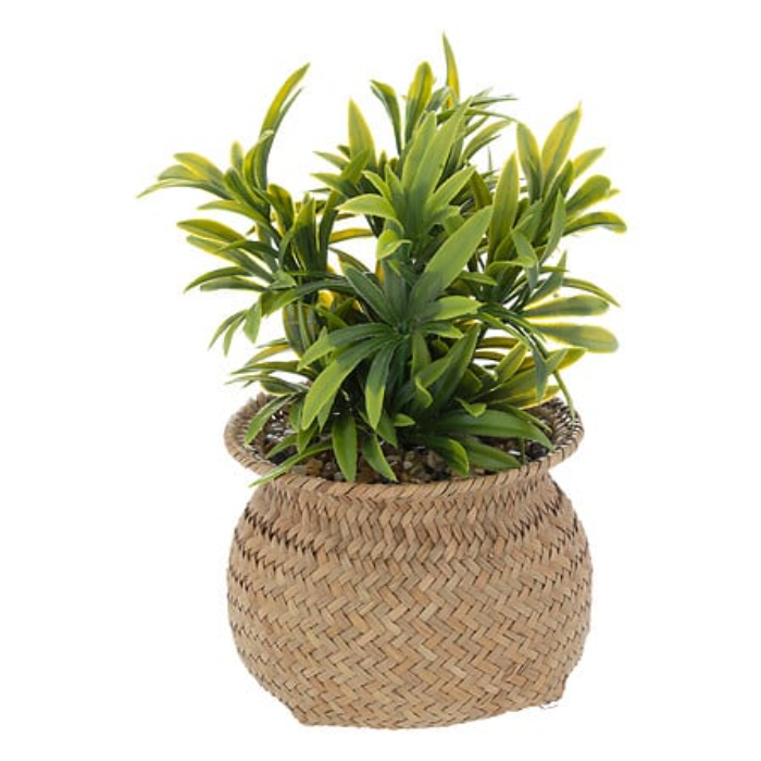 atmosphera-jiling-plant-with-natural-pot-h20cm