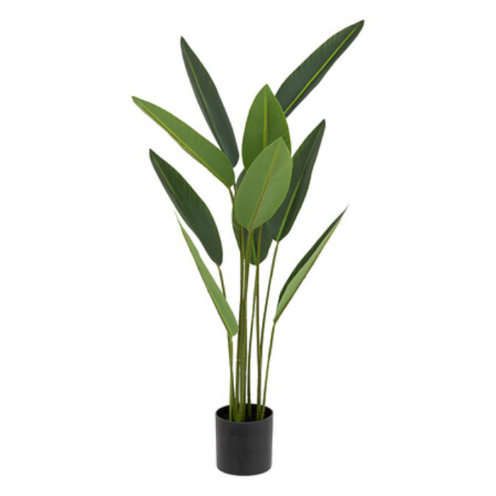 atmosphera-tropical-boudoir-strelitzia-pot-h97