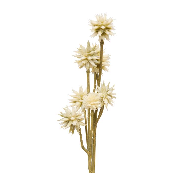 atmosphera-sanicula-stem-fria-h67