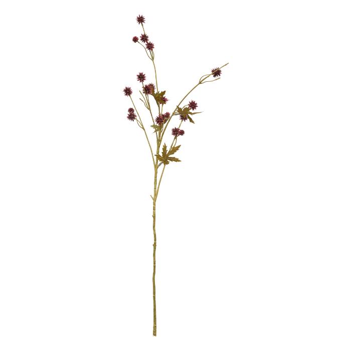 atmosphera-sanicula-stem-fria-h67
