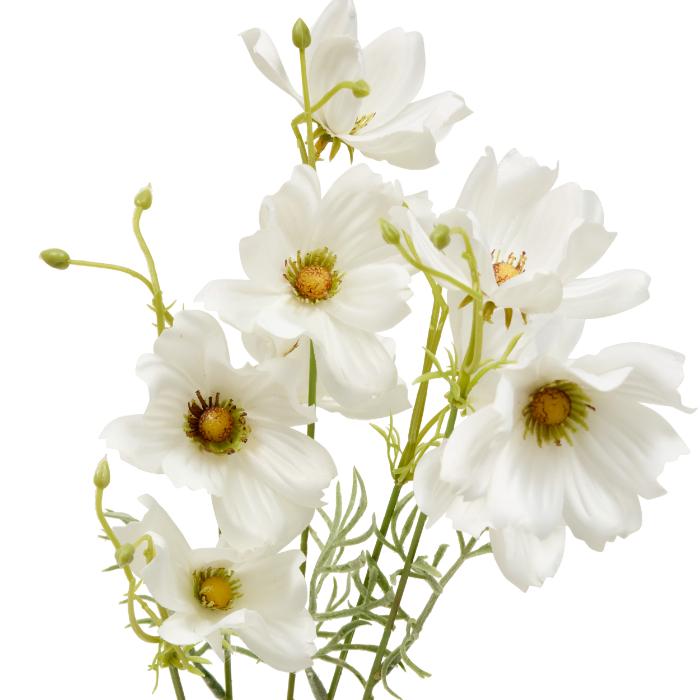 atmosphera-coreopsis-stem-phoebe-h88