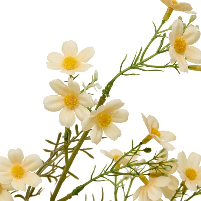 cosmos-stem-phoebe-h62-atmosphera