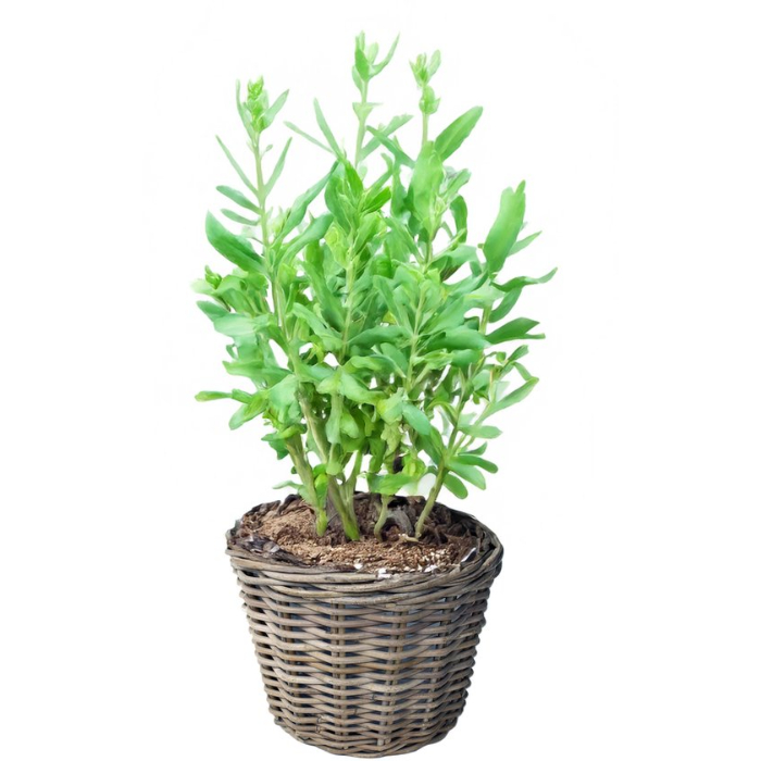 pot-classic-rattan-grey-d25h22cm-split