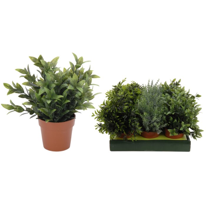 plant-10-inch-plastic-in-pot