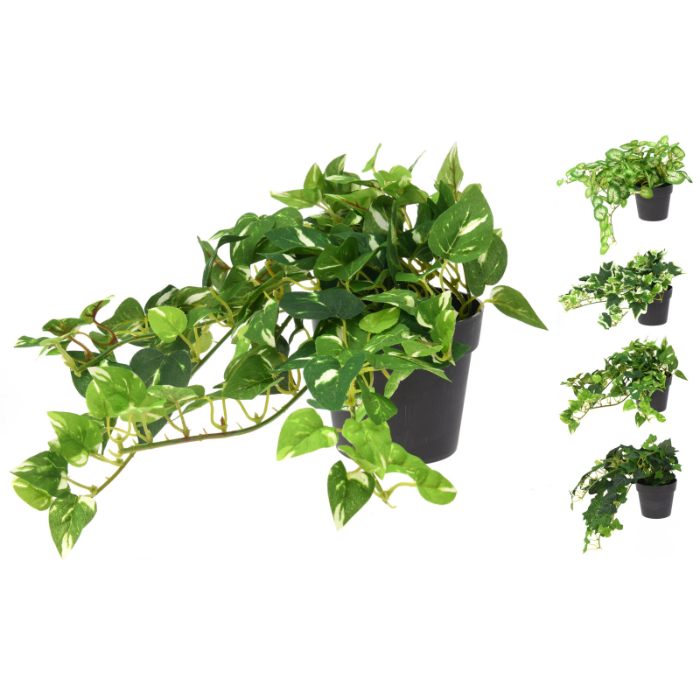 plant-hanging-in-pot-25cm-4ass