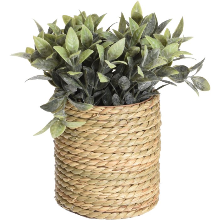 plant-in-seagrass-pot-4ass-1pc-specify-colour-