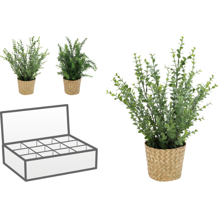 decorative-plant-with-grass