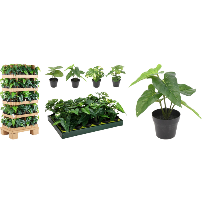 plant-24cm-in-black-pot-4-assorted