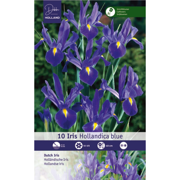 dh-10-iris-hollandisch-blau