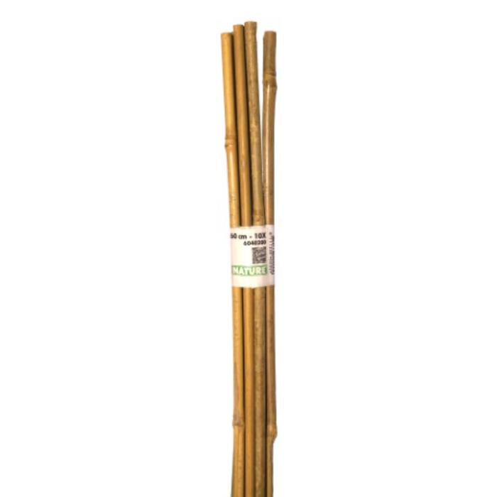 nature-bamboo-cane-natural-h60cm-pack-of-10