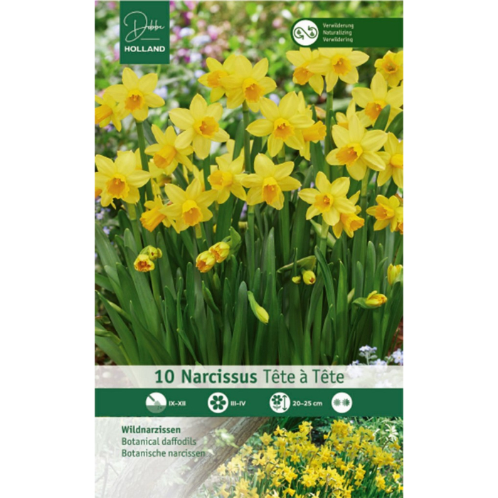 dh-10-narcissus-tête-à-tête