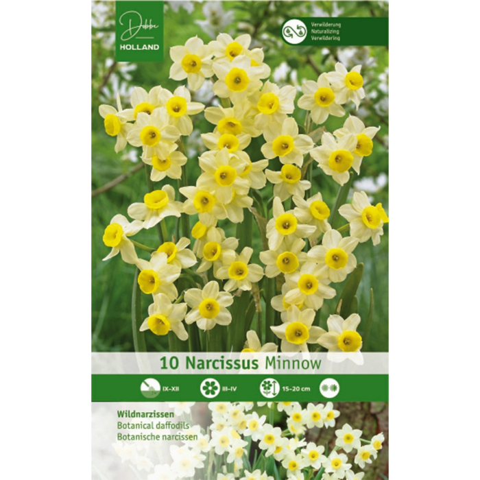 dh-10-narcissus-minnow