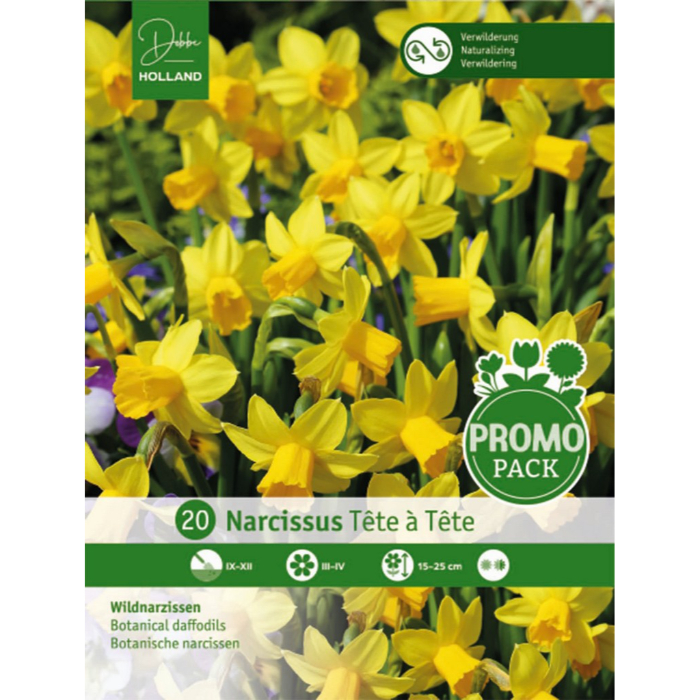 dh-20-narcissus-tête-à-tête