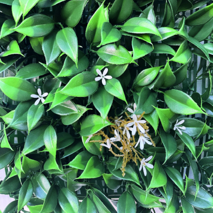 evergreen-jasmine-1x1m