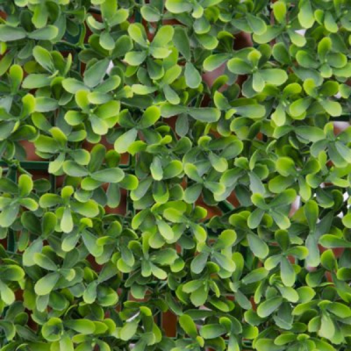 evergreen-buxus-1x1m