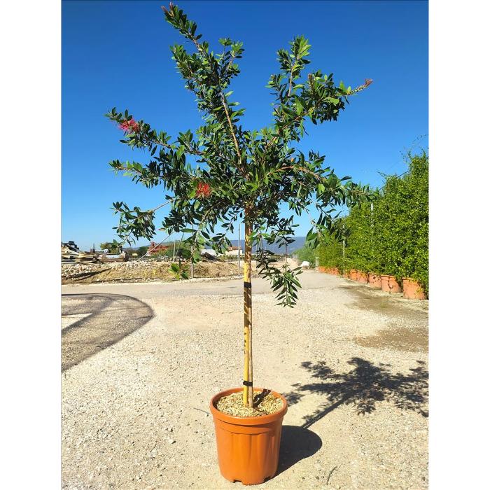 callistemon-citrinus-splendens-clt-18-chioma-40-50-cm-12-std