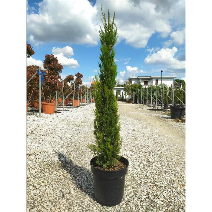 cupressus-semp-pyramidalis-clt-10-h-100-125-cm