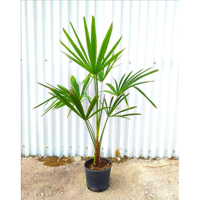 chamaerops-excelsa-=trachycarpus-fortunei-clt-3