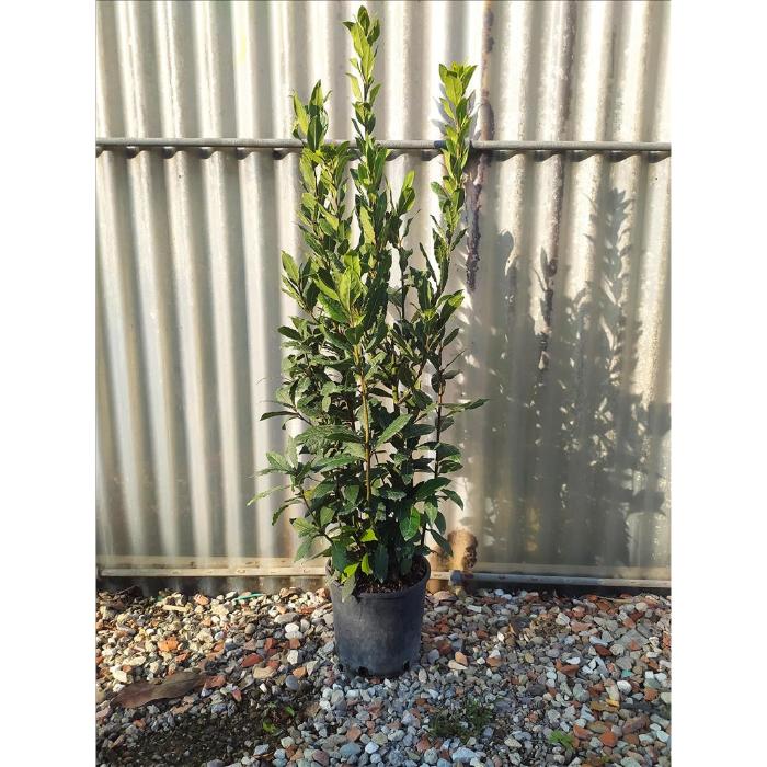 laurus-nobilis-clt-3-h-60-80-cm