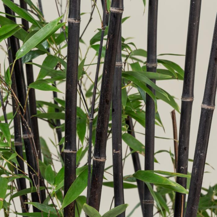 phyllostachys-nigra-clt-18-h-200-250-cm