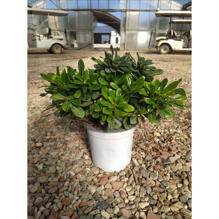 pittosporum-tob-nana-clt-3-chioma-20-30-cm