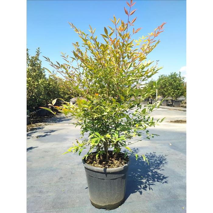 nandina-domestica-clt-10-h-40-60-cm