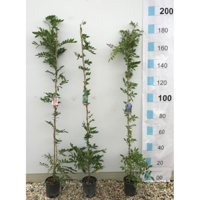 wisteria-spp-in-cvs-inn-clt-3-h-150-200-cm