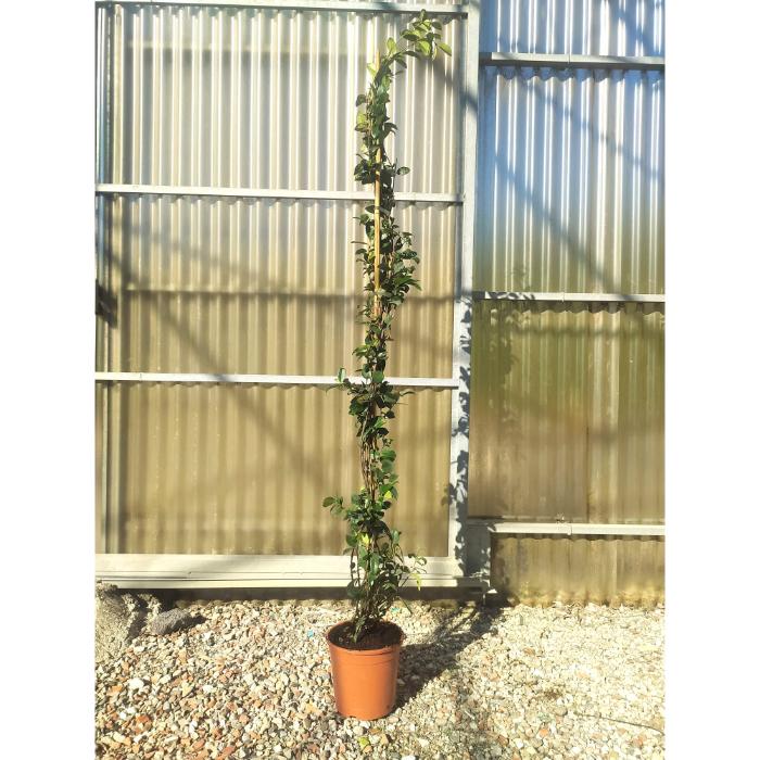 rhyncospermum-=trachelosperum-jasminoides-clt-5-h-150-175-cm
