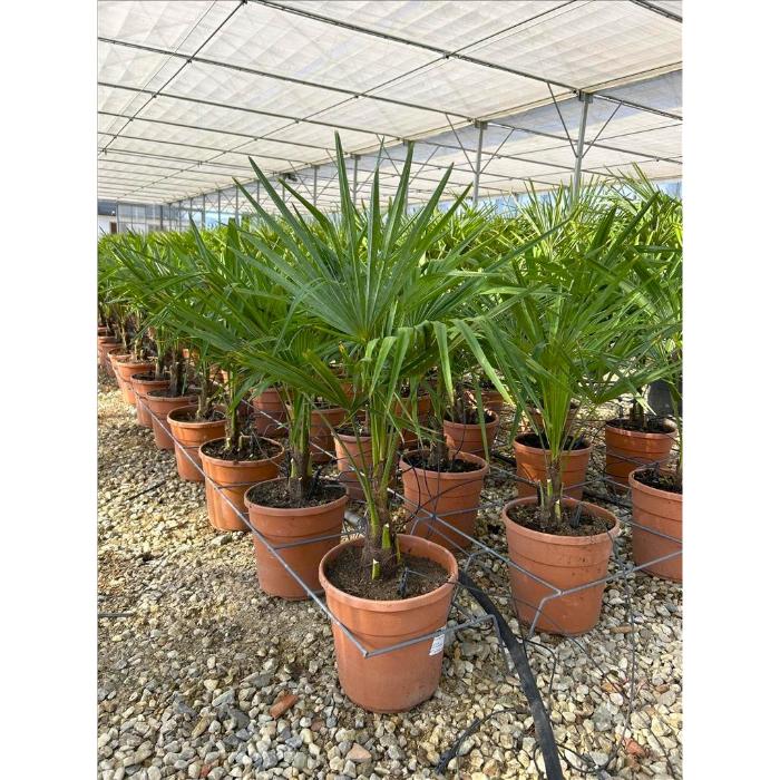chamaerops-excelsa-=trachycarpus-fortunei-clt-7-10