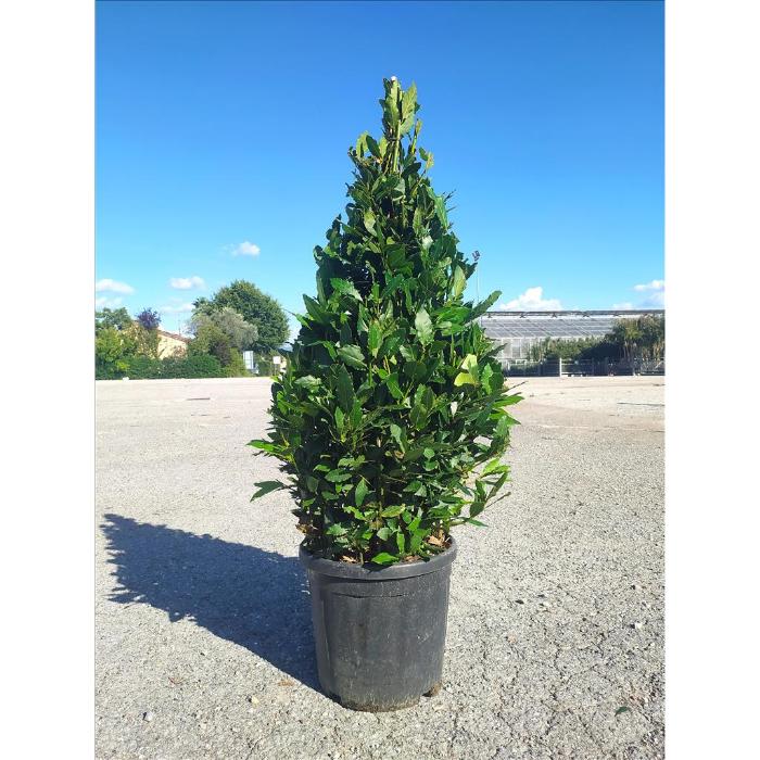 laurus-nobilis-clt-18-h-80-100-cm--cono