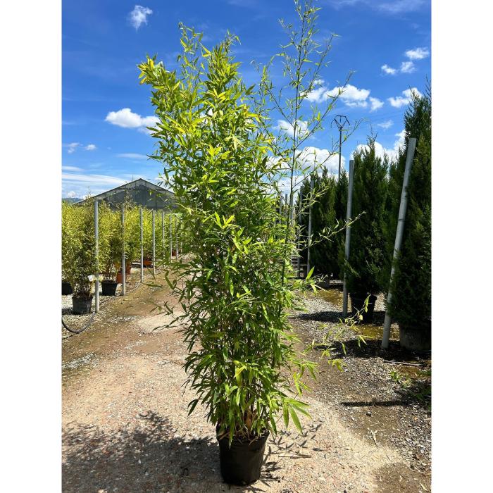 phyllostachys-aurea-clt-18-h-200-250-cm