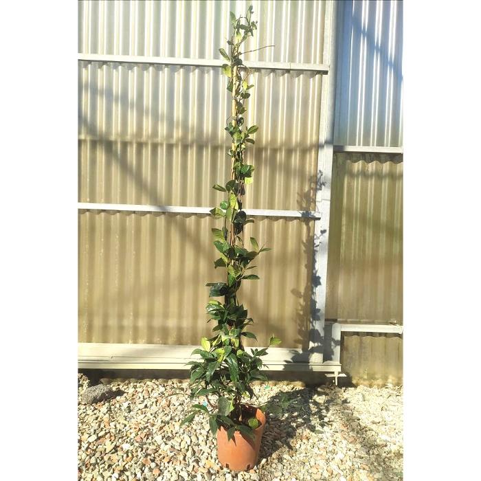rhyncospermum-=trachelosperum-jasminoides-clt-3-h-125-150-cm