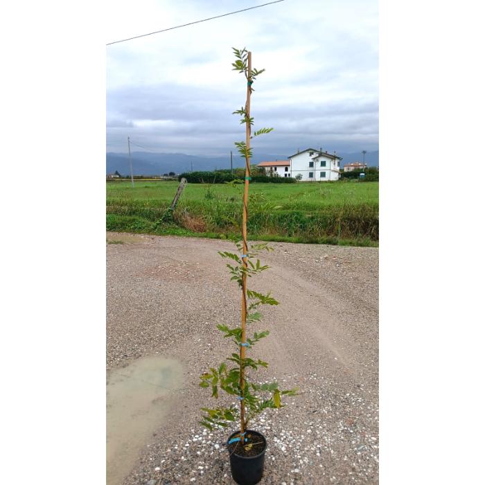 wisteria-spp-in-cvs-inn-clt-5-h-200-220-cm