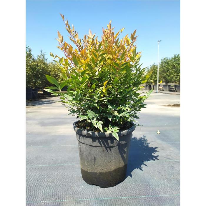 nandina-dom-gulf-stream-clt-10