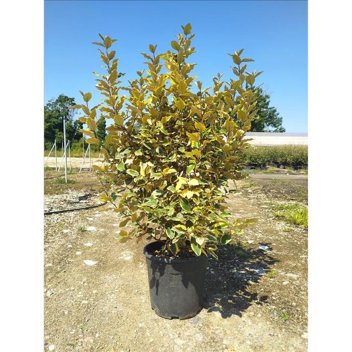 elaeagnus-ebb-vivileg-r-clt-18-h-100-125-cm