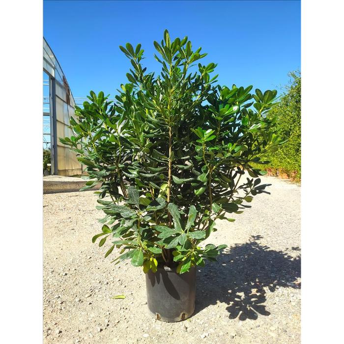 pittosporum-tobira-clt-10-h-60-80-cm