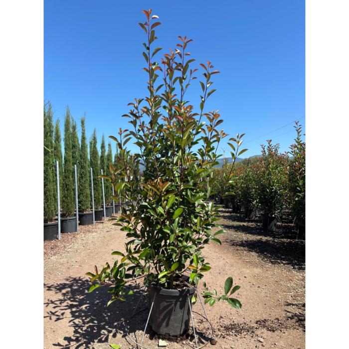 photinia-serr-red-robin-clt-30-35-h-150-175-cm