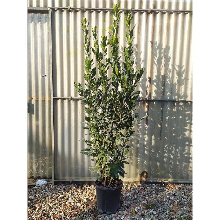 laurus-nobilis-clt-10-h-125-150-cm