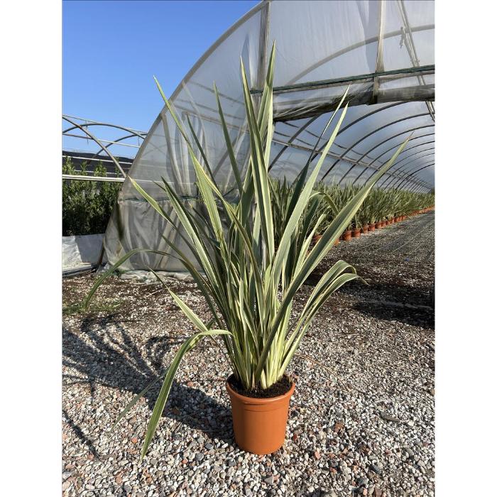 phormium-tenax-variegatum-clt-10-h-100-cm