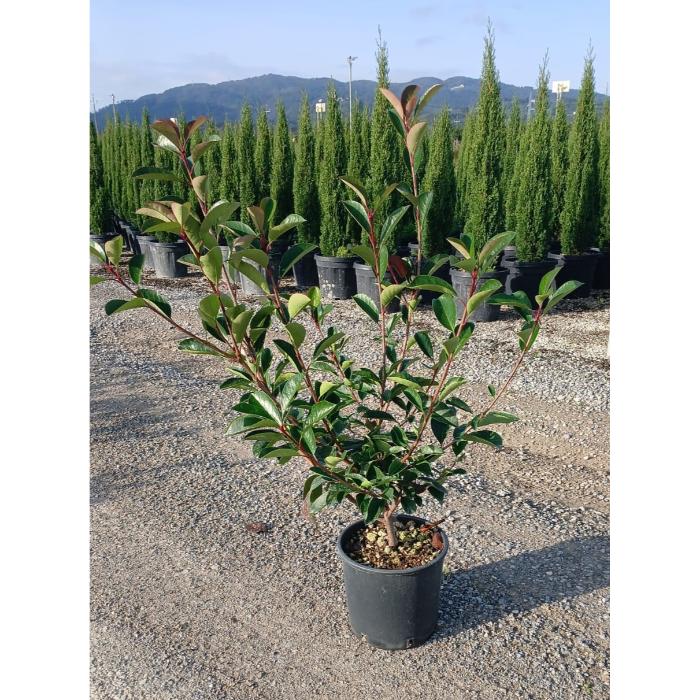 photinia-serr-red-robin-clt-5-h-60-80-cm