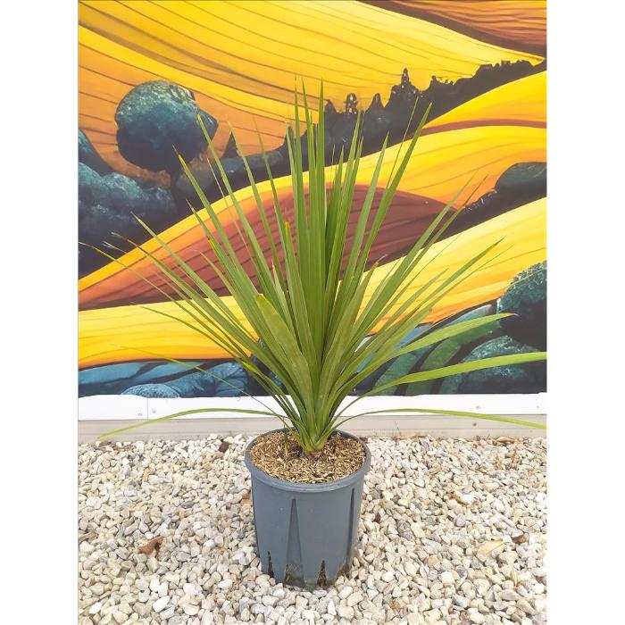 cordyline-australis-clt-10-stelo-singolo