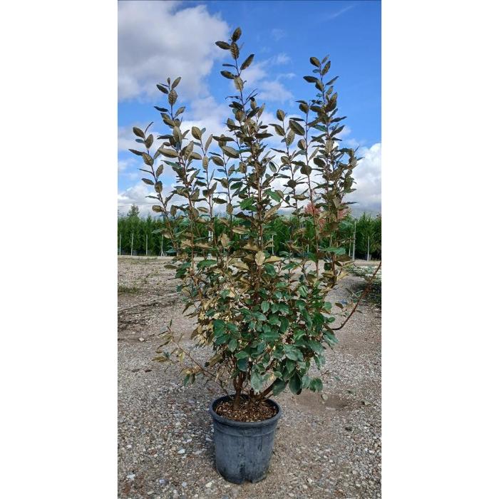 elaeagnus-ebb-compacta-clt-10-h-80-100-cm