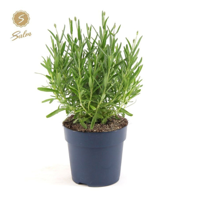 lavandula-ang-felice