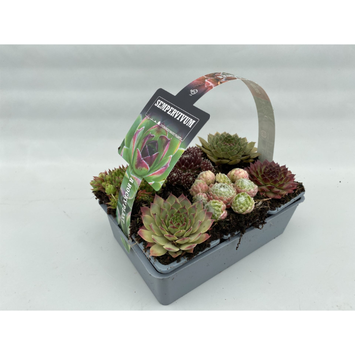 sempervivum-mix-6-pack